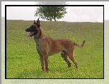 Owczarek belgijski Malinois, drzewo